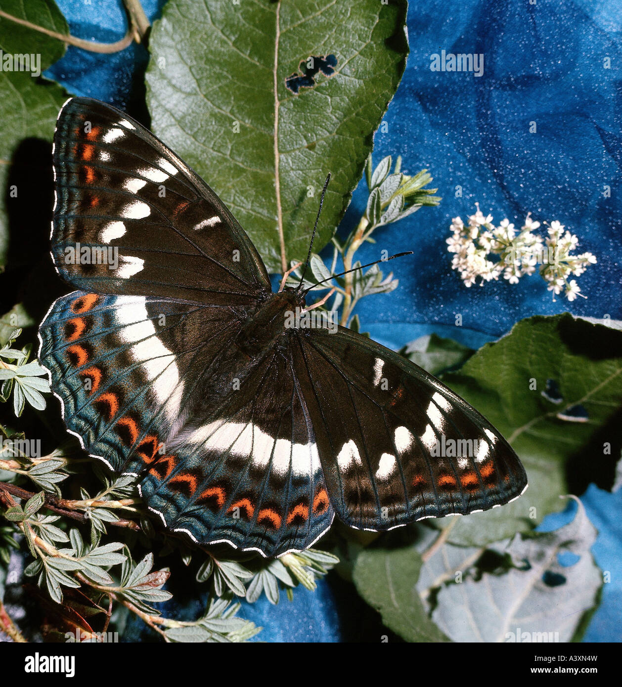 zoology / animals, insect, butterflies, Poplar Admiral, (Limenitis populi), at plant, distribution: Western and Central Europe, Stock Photo