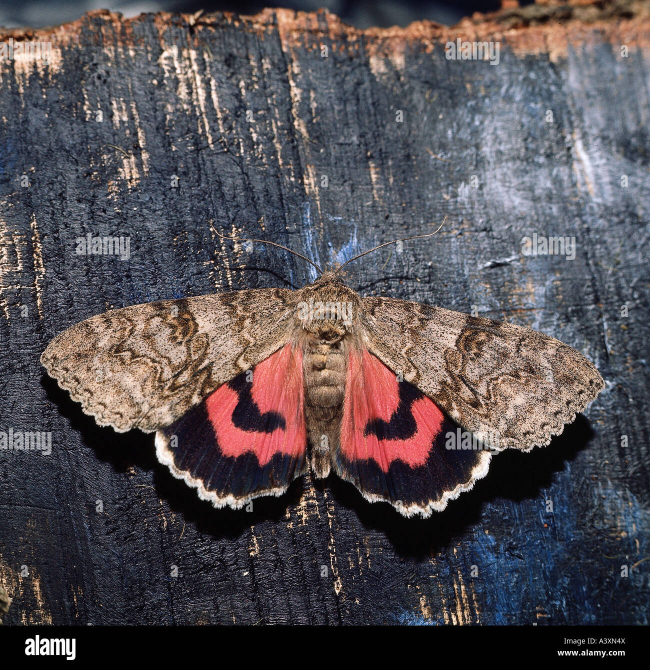 Red underwing catocala nupta hires stock photography and images Alamy