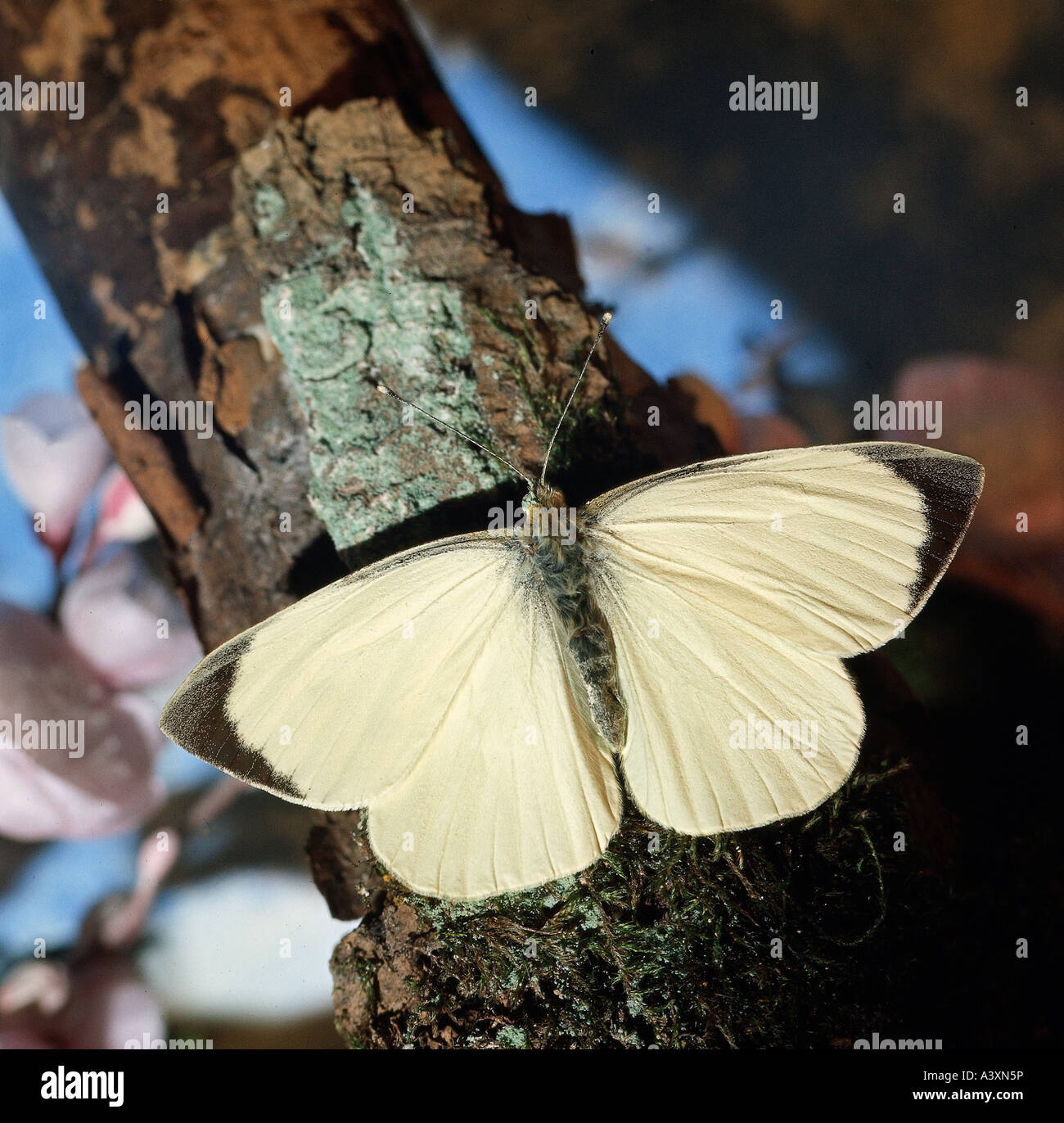 zoology / animals, insect, butterflies, Large White, (Pieris brassicae ...