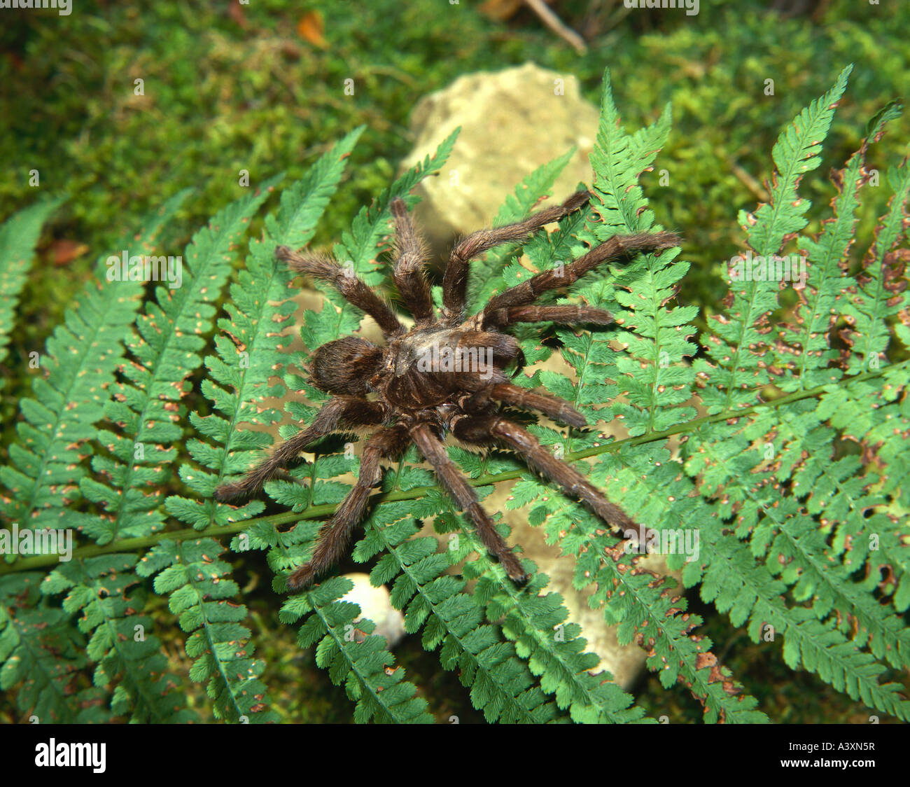 zoology / animals, arachnid, spiders, Tarantula, (Euryelma spec.), on farn,  distribution: tropical, subtropical, spider, Tarantu Stock Photo - Alamy