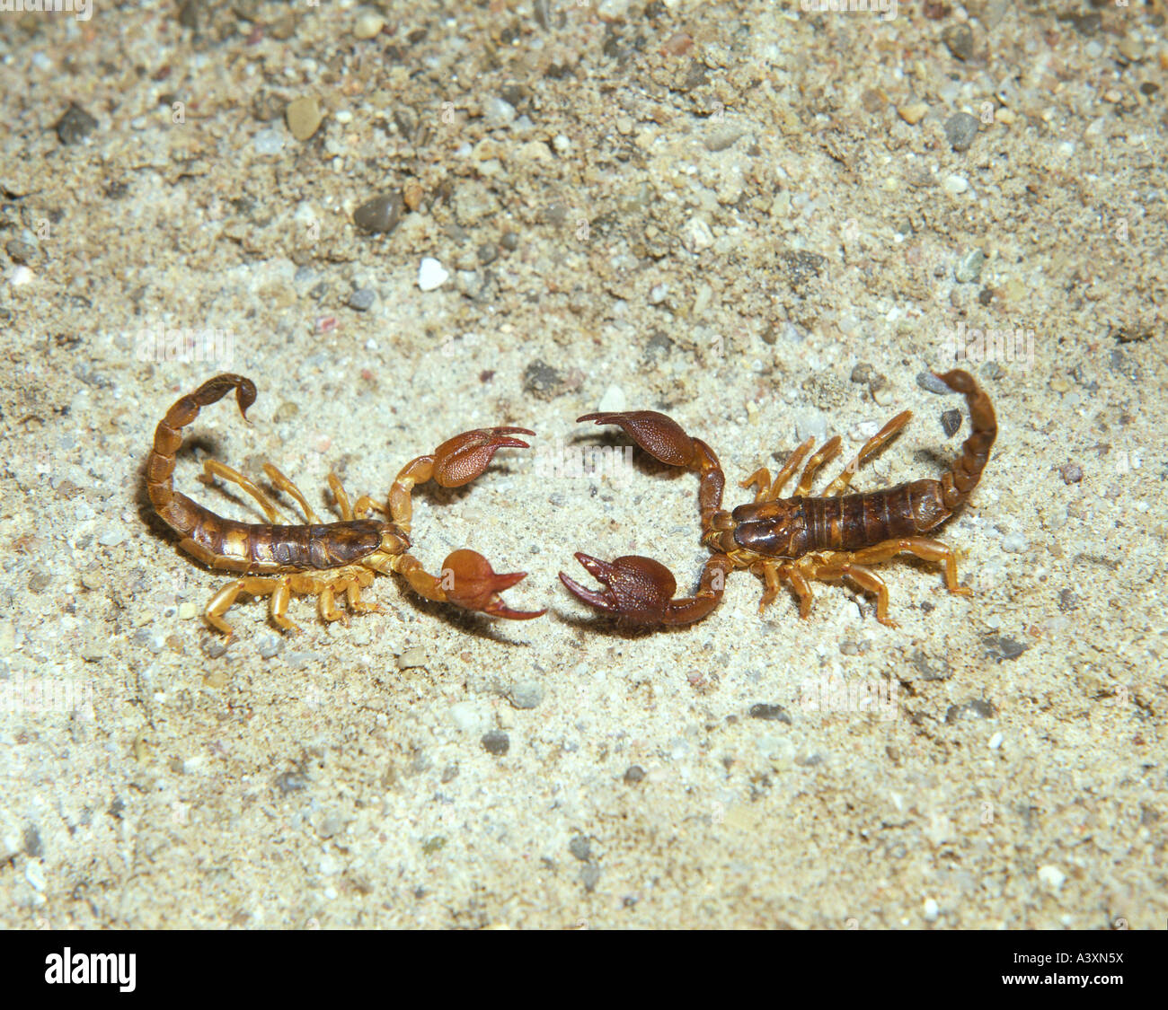 zoology /animals, arachnid, scorpions, Common European scorpion, (Buthus occitanus), two scorpions in fight pose, distribution: Stock Photo
