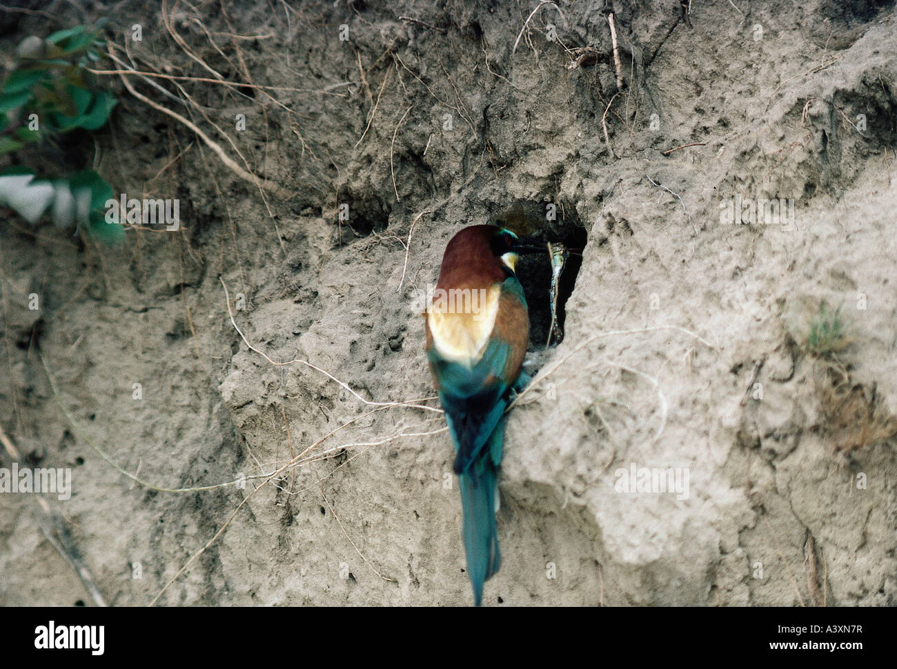 zoology / animals, avian / birds, European Bee-eater, (Merops apiaster), feeding in front of living caves, Kiskunsag, Hungary, d Stock Photo