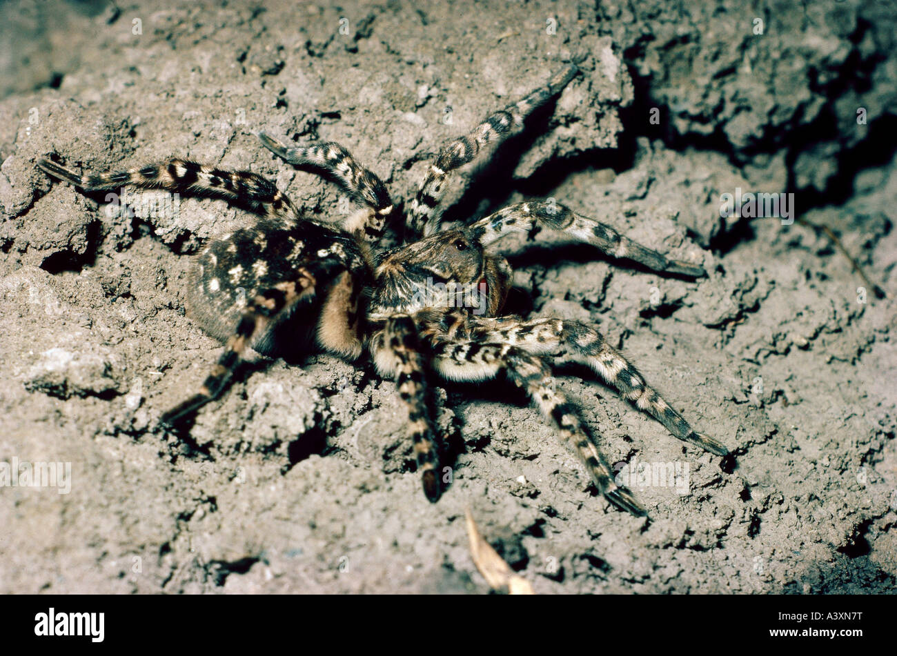 zoology / animals, arachnid, spiders, Russian Tarantulas, (Lycosa singoriensis), on ground, distribution: steppes of Eurasia, wu Stock Photo