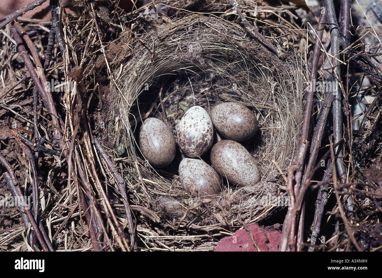 zoology / animals, avian / birds, Tree Sparrow, (Passer montanus