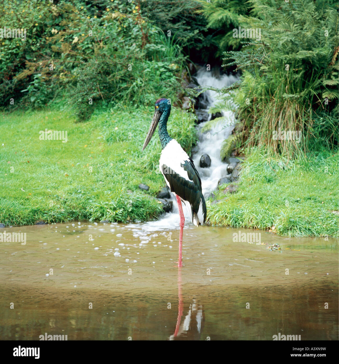 Water birds of india hi-res stock photography and images - Alamy