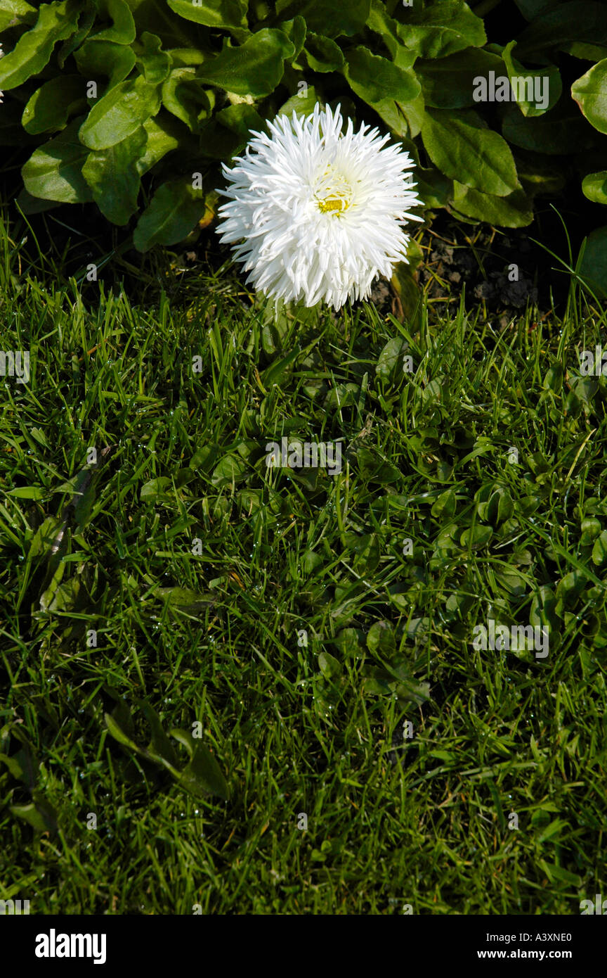 White edging flower isolated against a garden flower bed Stock Photo