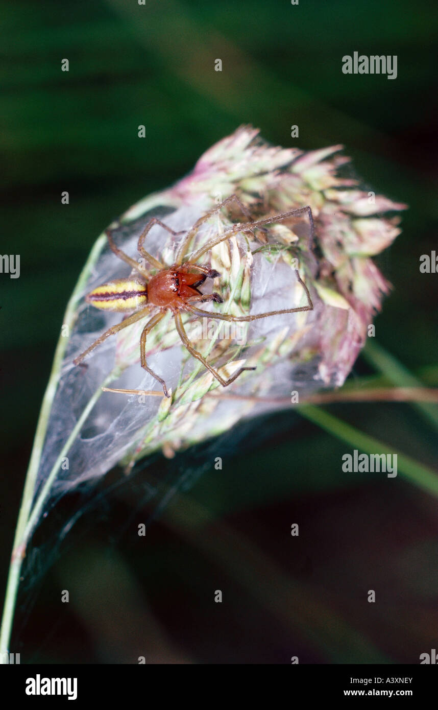 zoology / animals, arachnid, spiders, Yellow Sack Spider, (Cheiracanthium punctorium), at web, Burgenland, Neusiedler See, Austr Stock Photo