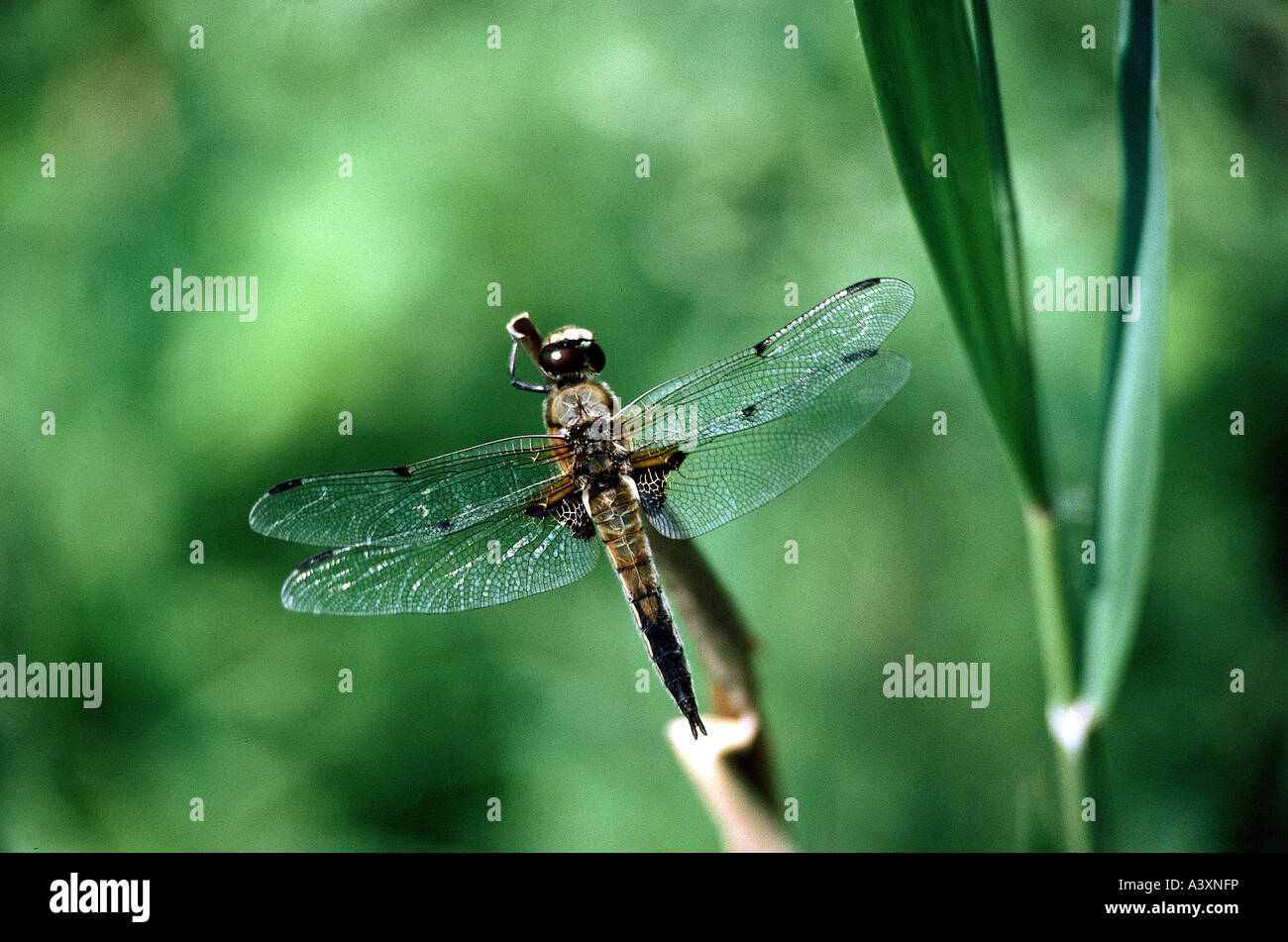 Austrian Insects Asia northern himalayas and great parts of north america hi-res stock ...