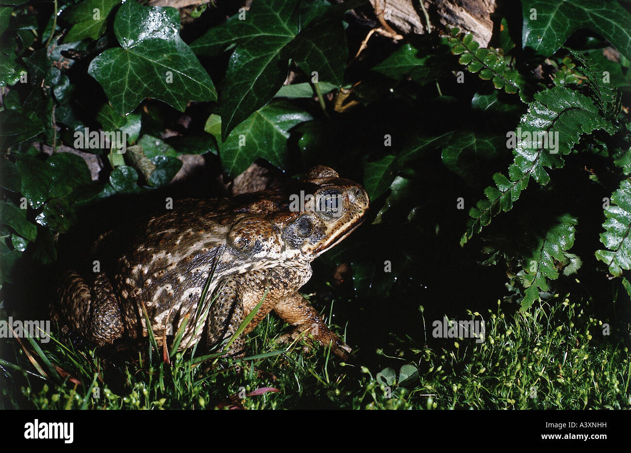 zoology / animals, amphibian, Cururu toad, (Bufo paracnemis), sitting
