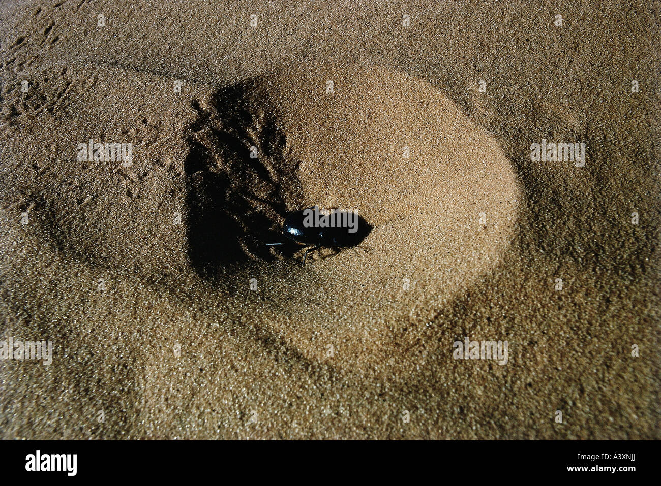 zoology / animals, insect, beetles, Dung Beetle, (Scarabaeus sacer), in sand, Sahara, Algeria, distribution: Southern Europe, Af Stock Photo