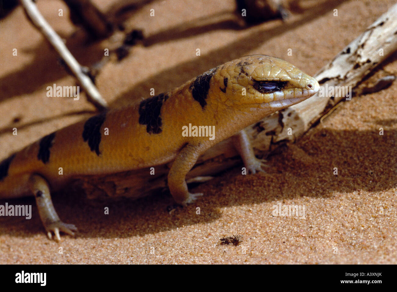 zoology / animals, reptiles, Skinks, Sandfish, (Scincus scincus), in the desert, in shadow, close-up, distribution: North Africa Stock Photo
