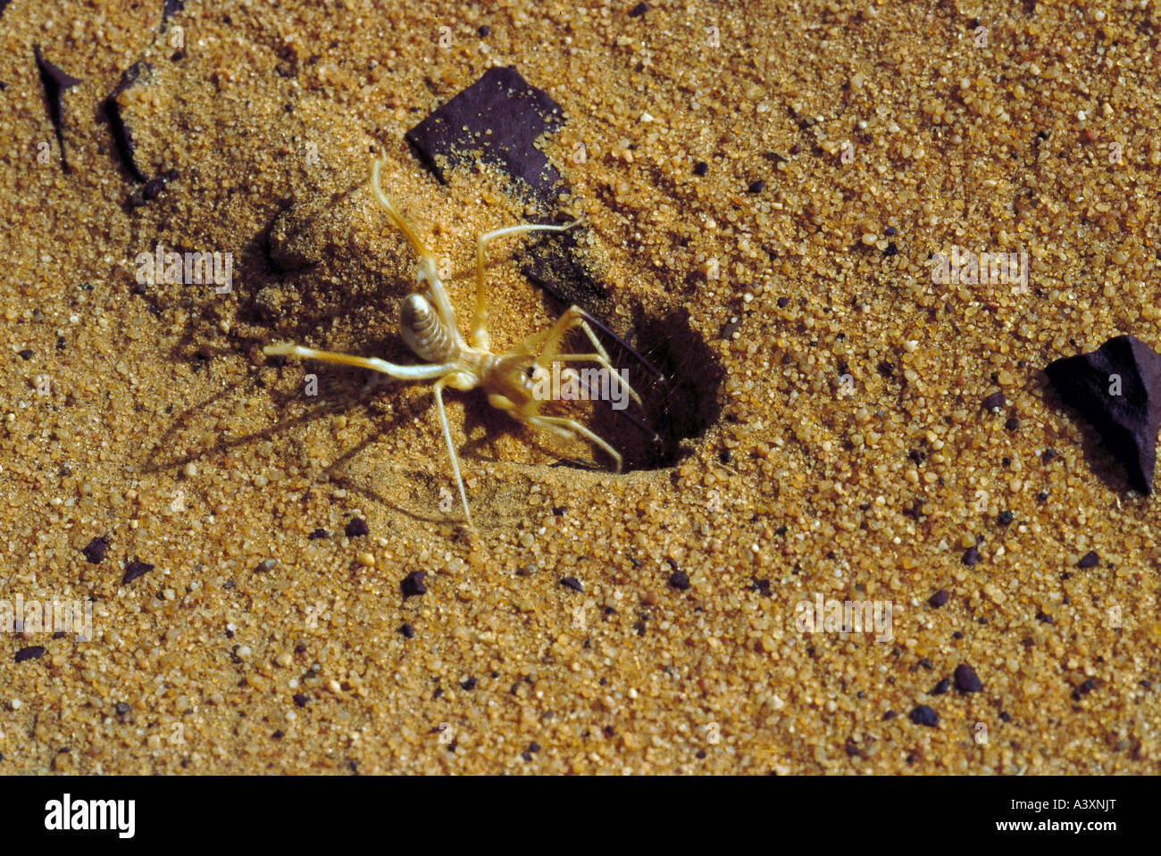 zoology / animals, arachnid, spiders, camel spider, (Solifugae