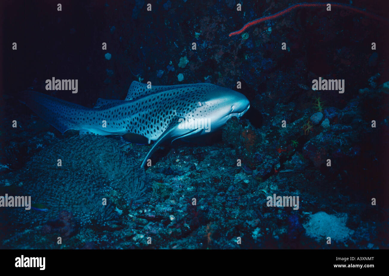 zoology / animals, fish, sharks, Zebra shark, (Stegostoma fasciatum), on  sea bottom, distribution: Red Sea, Indian and Pacific O Stock Photo - Alamy