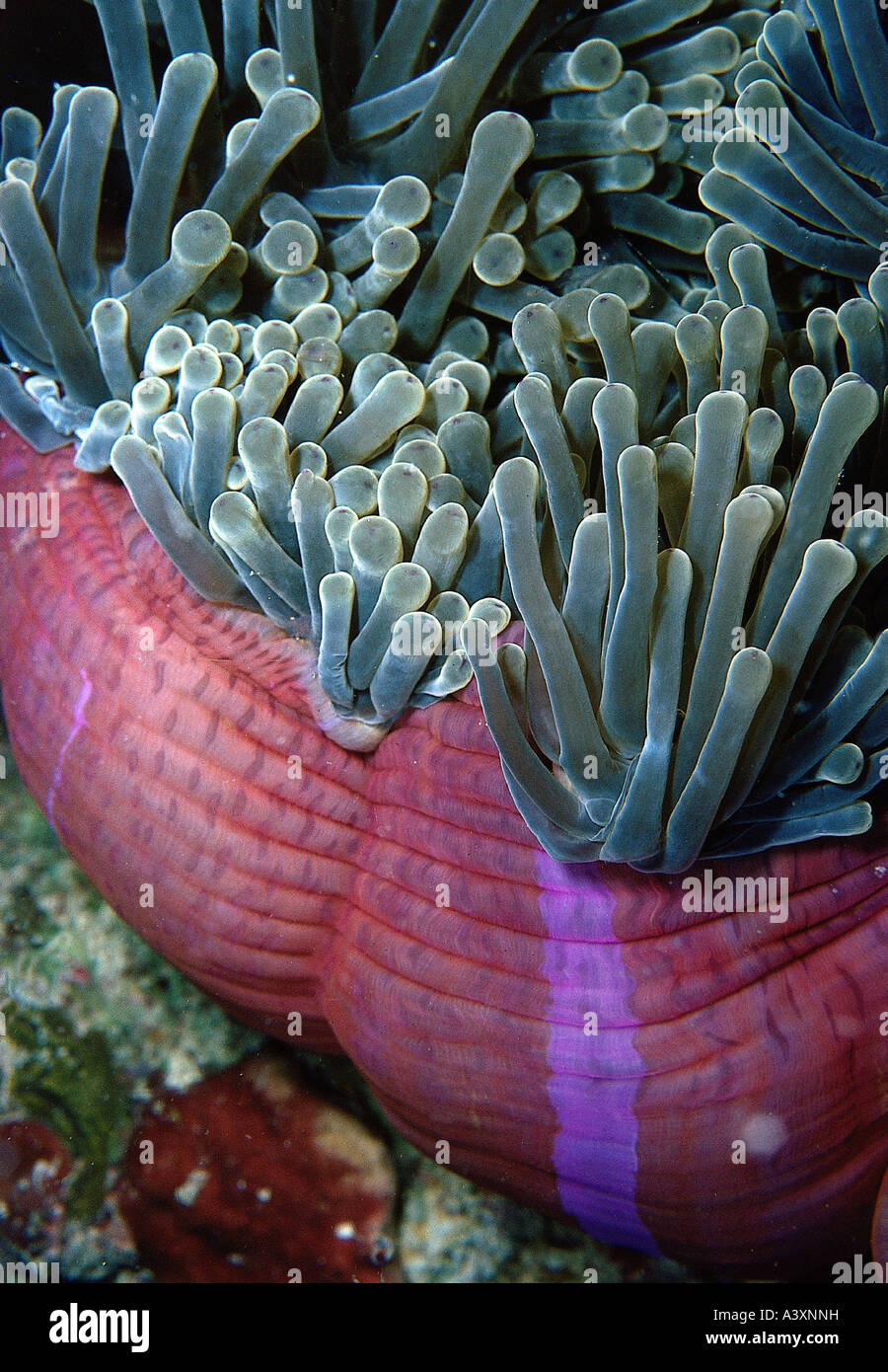 zoology / animals, cnidaria, Magnificent Sea Anemone, (Heteractis magnifica), detail: green tentacle on purple base, close-up, M Stock Photo