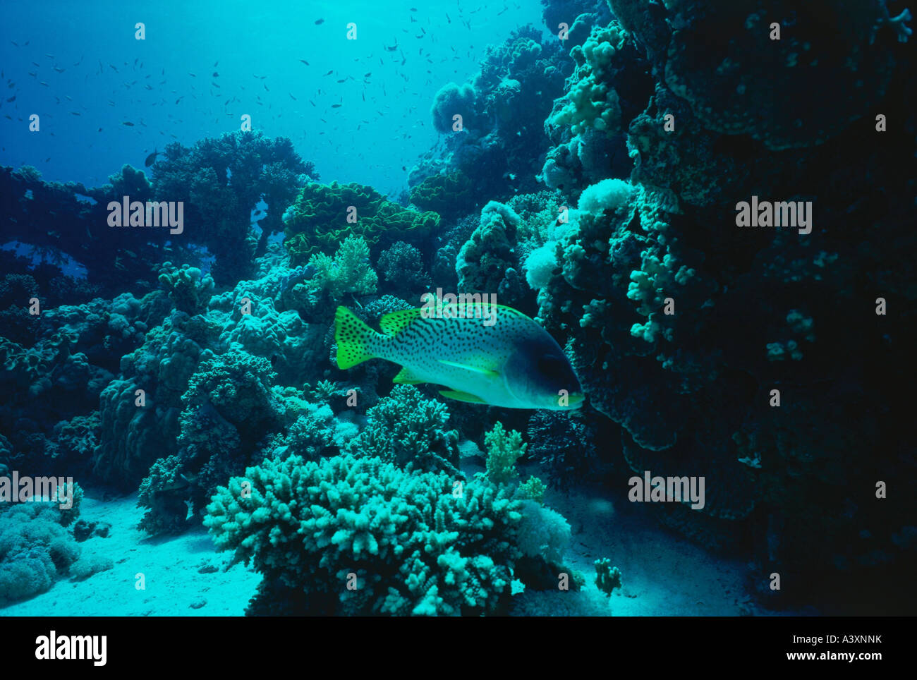 zoology / animals, fish, Haemulidae, Blackspotted rubberlip