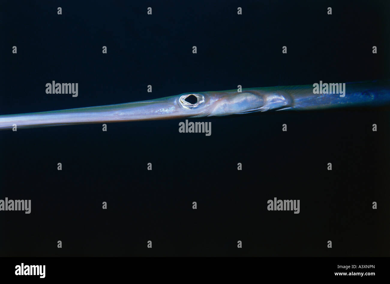 zoology / animals, fish, pipe fish, (Fistularia tabaccaria), Maledives, distribution