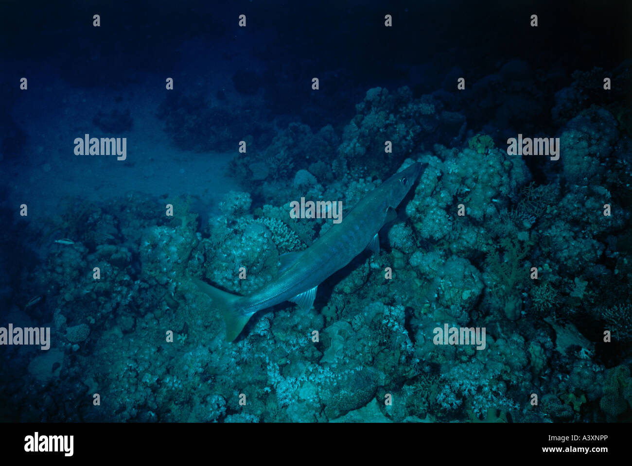 zoology / animals, fish, barracudas, Great Barracuda, (Sphyraena barracuda), carribbean, distribution: West India, Caribbean Sea Stock Photo