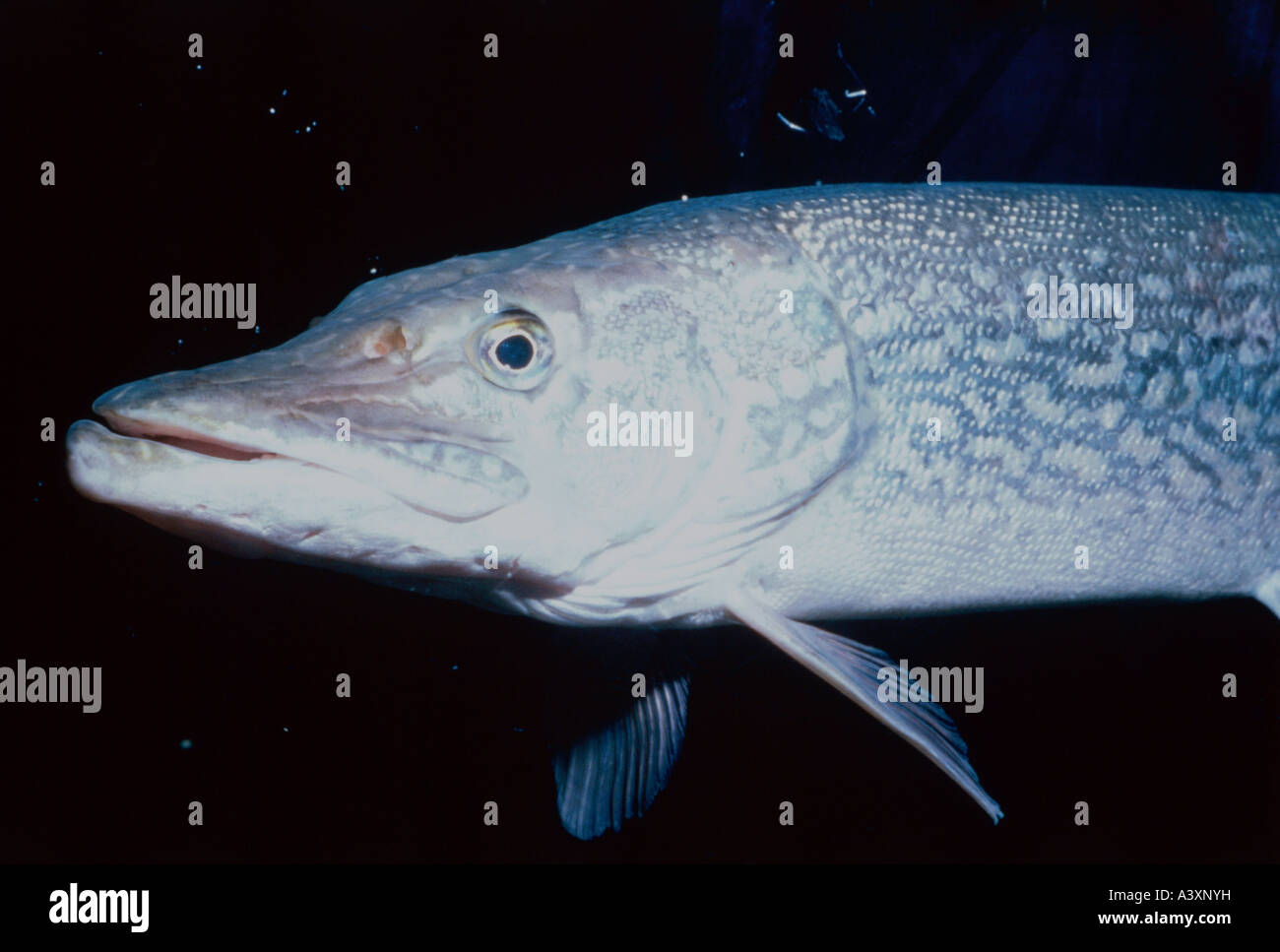 'zoology / animals, fish, Northern Pike, (Esox lucius), detail, head of fish, distribution: Asia, North America, Europe, without Stock Photo