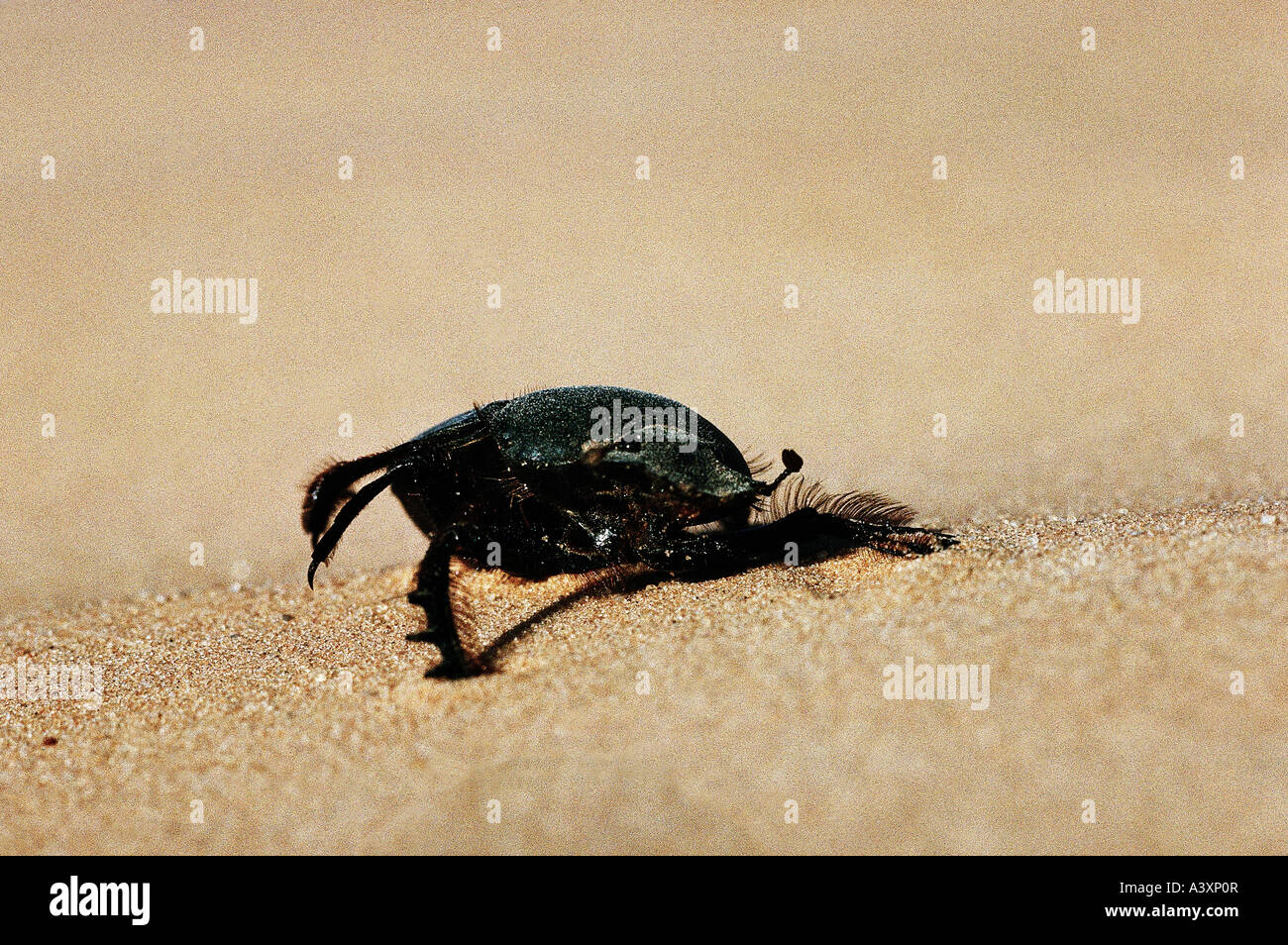 zoology / animals, insect, beetles, Darkling Beetle, (Eleodes