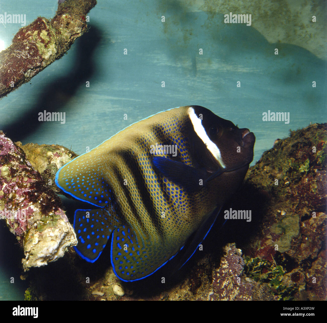 Euxiphipops sextriatus hi-res stock photography and images - Alamy