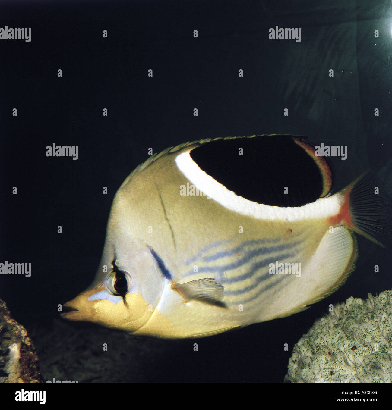 zoology / animals, fish, Saddled Butterflyfish, (Chaetodon ephippium), in Great Barrier Reef, animal, Stock Photo