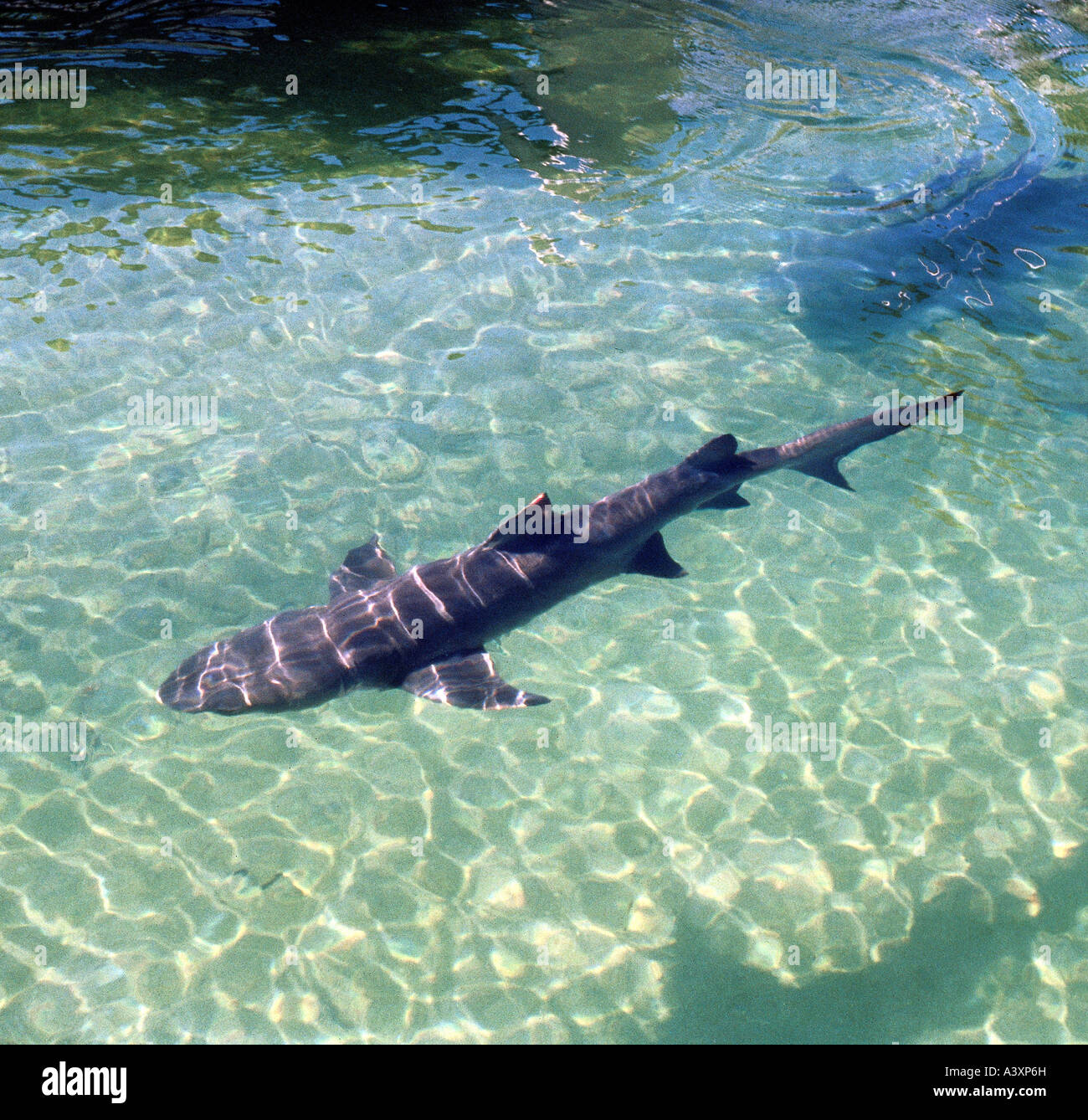 zoology / animals, fish, sharks, Bluntnose sixgill shark, (Hexanchus