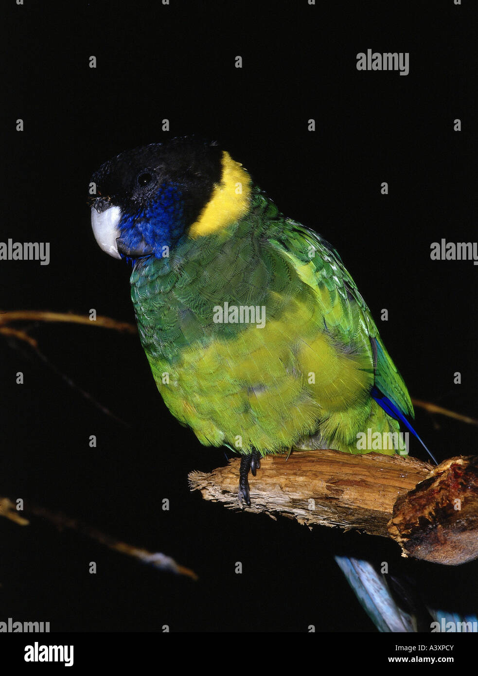 zoology / animals, avian / bird, australian Ringneck, (Barnardius zonarius), sitting on branch, distribution: Australia, birds, Stock Photo