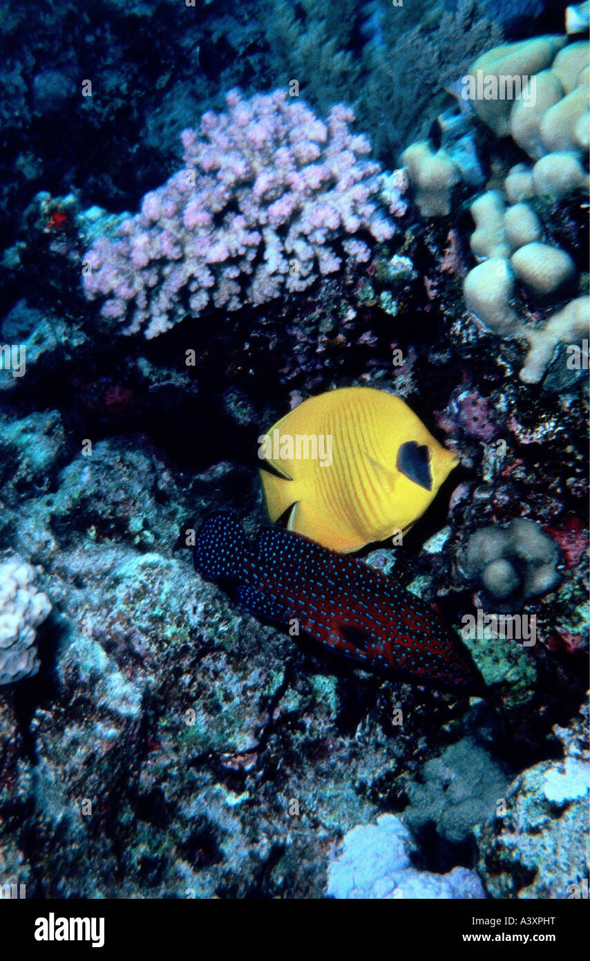 zoology / animals, fish, Masked butterflyfish, (Chaetodon semilarvatus), Miniatus grouper, (Cephalopholis miniatus), photo by H Stock Photo