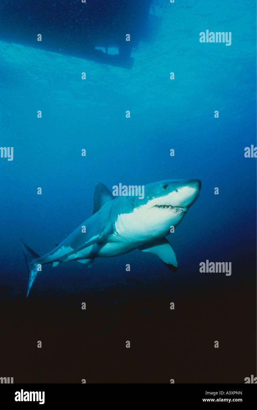 zoology / animals, fish, sharks, Great white shark, (Carcharodon