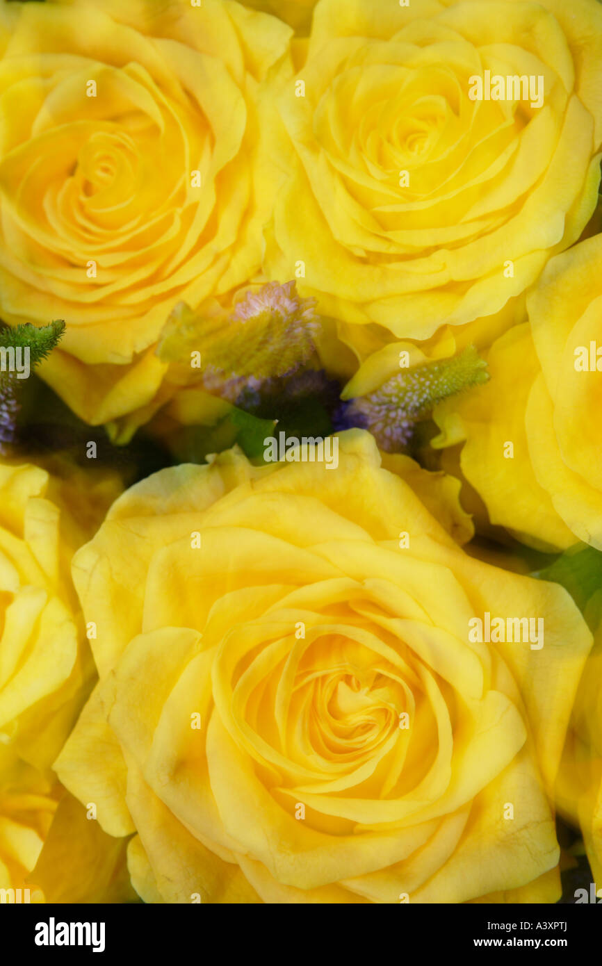 A bunch of yellow roses Stock Photo - Alamy