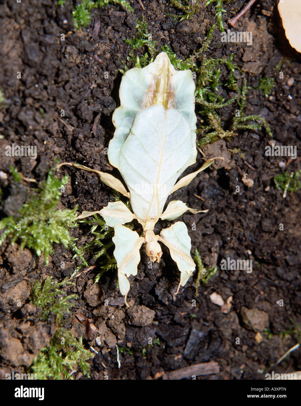 zoology / animals, insects, locusts, Leaf Insect, (Phyllium bioculatum), on ground, distribution: Malayan archipelago, New Guine Stock Photo