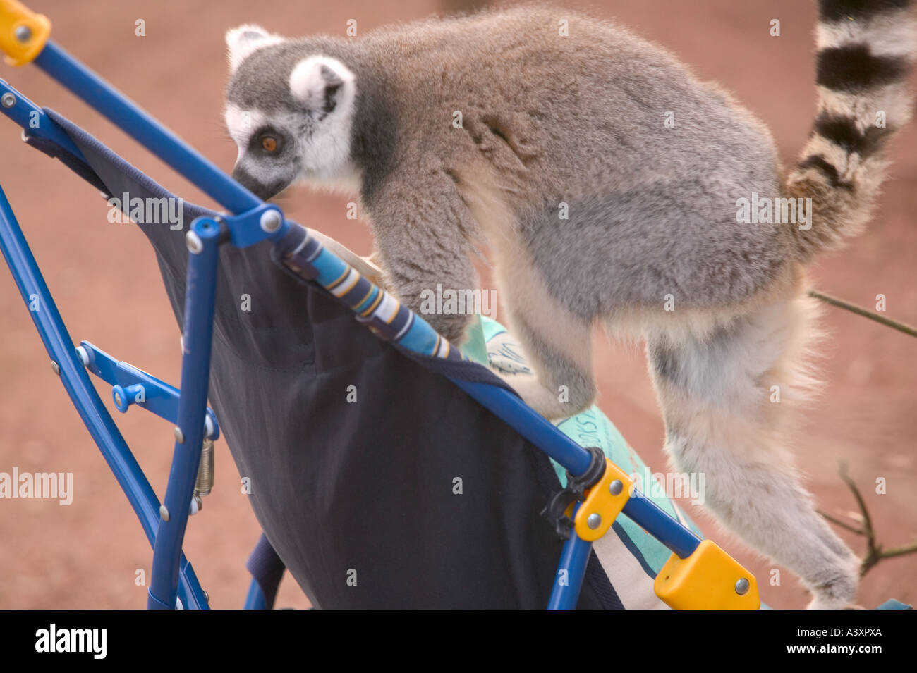 a Ring Tailed Lemur trying to steal food from a pram in an animal park Stock Photo