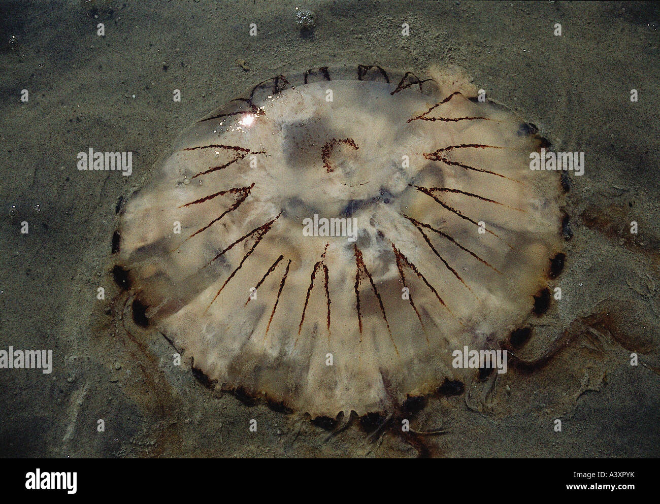zoology / animals, cnidaria, Compass Jellyfish, (Chrysaora hysoscella), in sand, close-up, distribution: Atlantic Ocean, North S Stock Photo