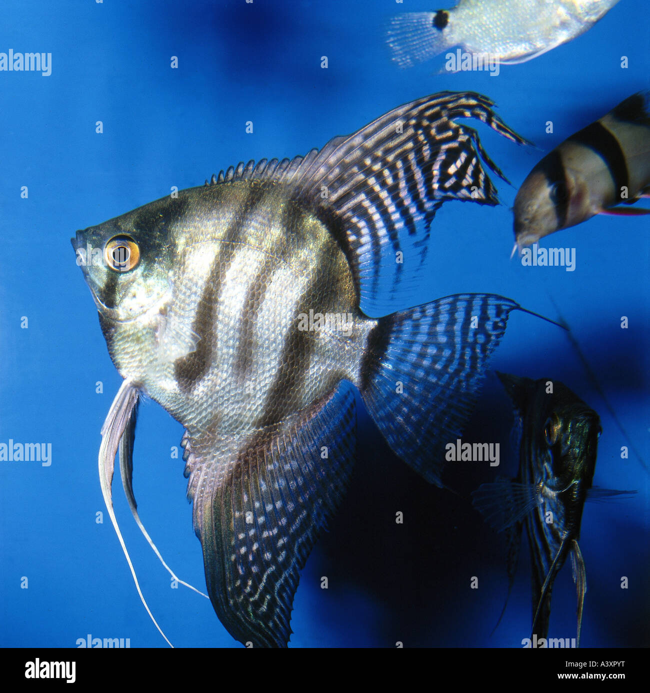 Fish scalar hi-res stock photography and images - Alamy