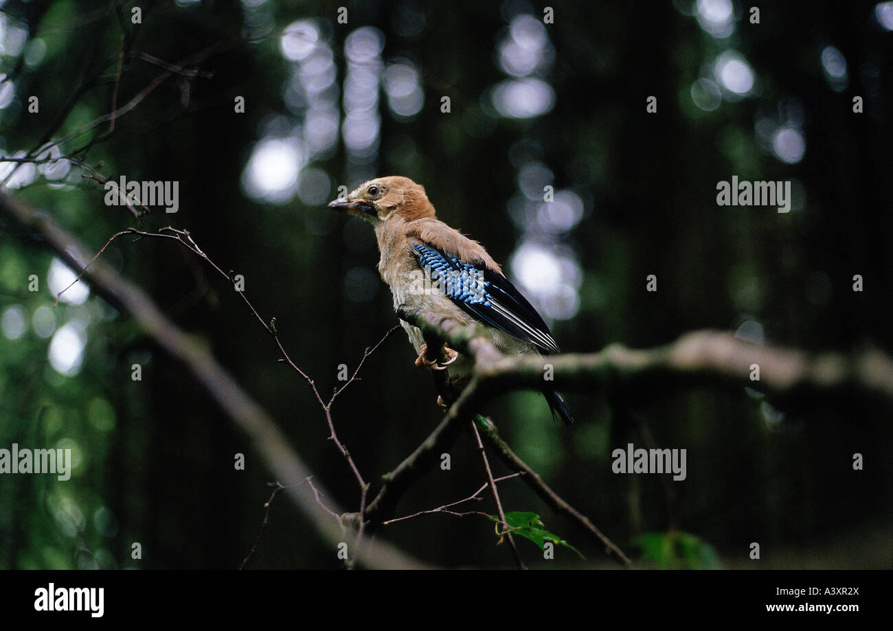 zoology / animals, avian / birds, Eurasian Jay, (Garrulus glandarius), chick sitting on branch, distribution: Europe, Northern A Stock Photo