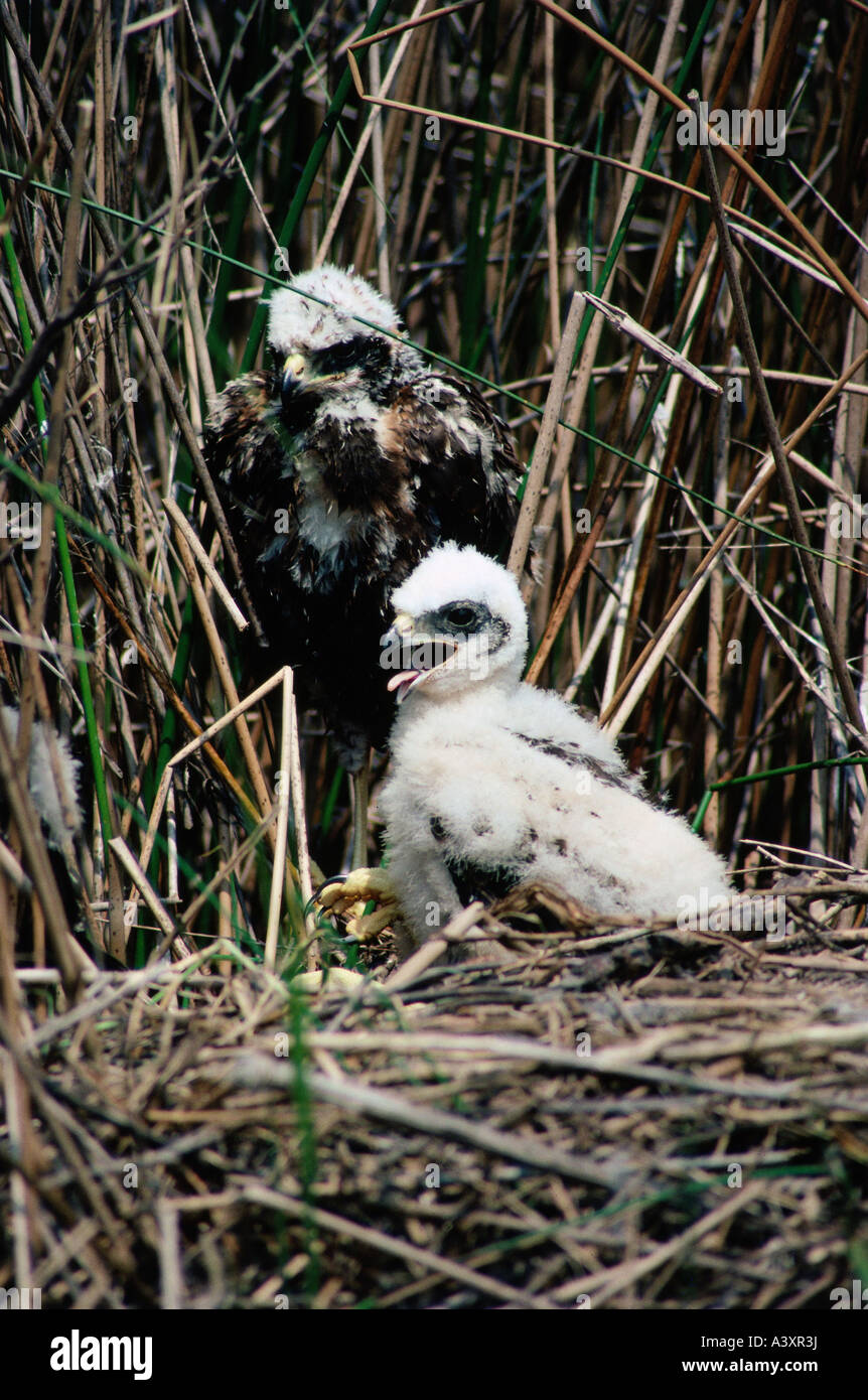 zoology-animals-avian-birds-marsh-harrier-circus-aeruginosus
