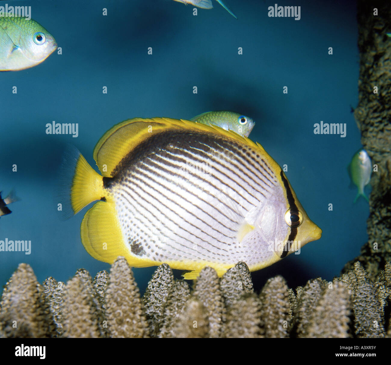 Butterflyfish great barrier reef High Resolution Stock Photography and