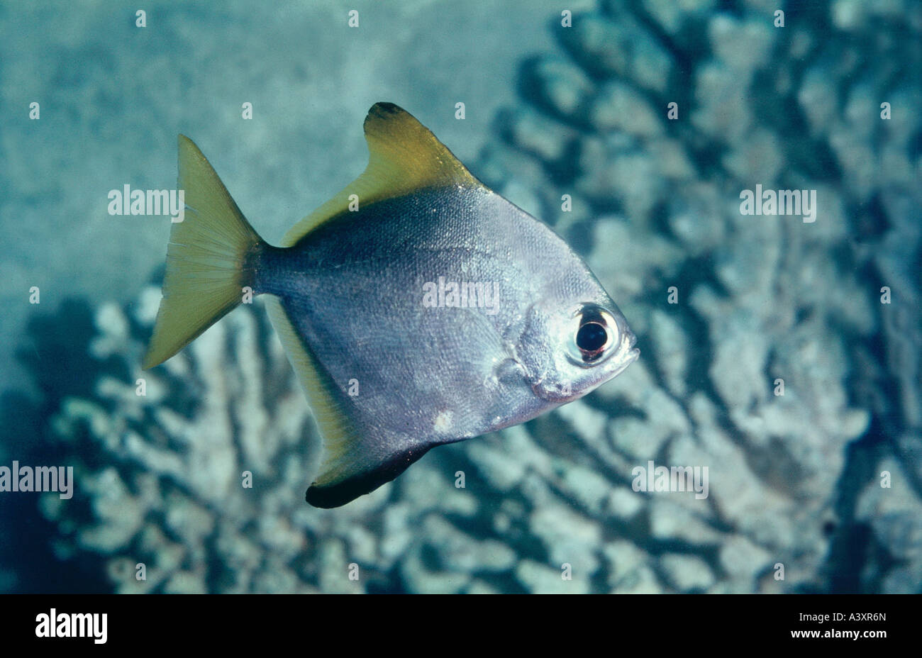 zoology / animals, fish, Silver moony, (Monodactylus argenteus), distribution: Indo Pacific Ocean, toy fish, animal, Stock Photo