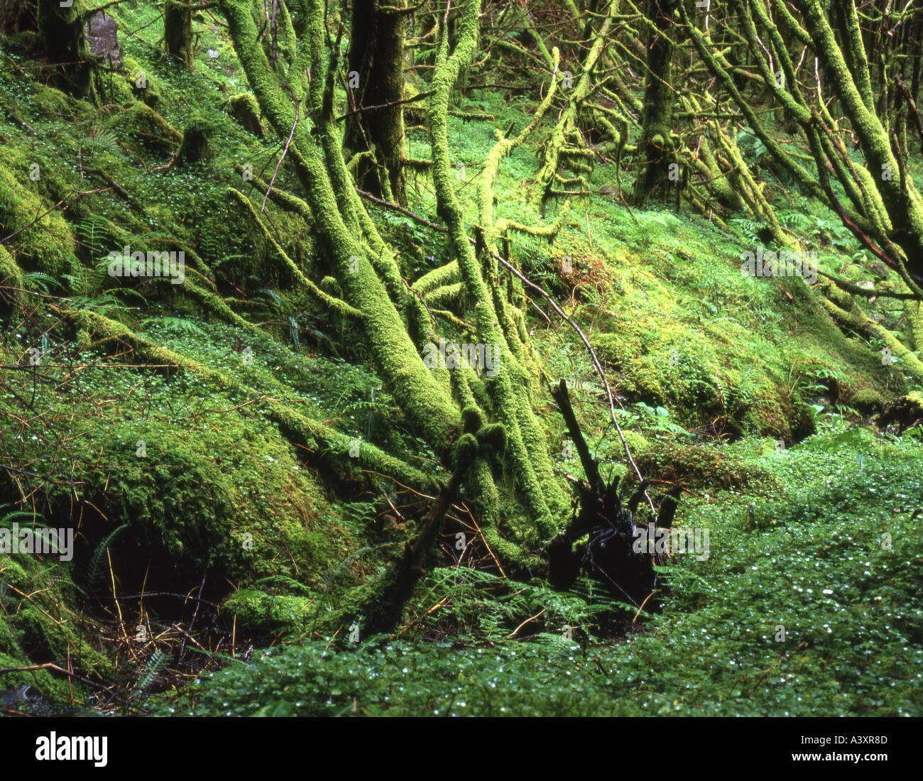 Mosses on woodland floor hi-res stock photography and images - Alamy