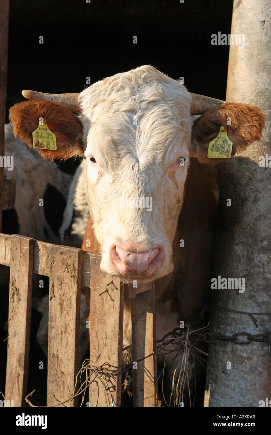 Portrait of a cow Stock Photo - Alamy