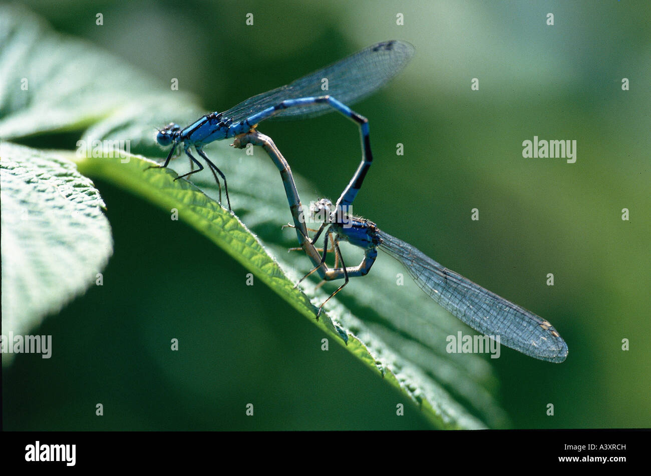 Mating azure damselfly hi-res stock photography and images - Alamy