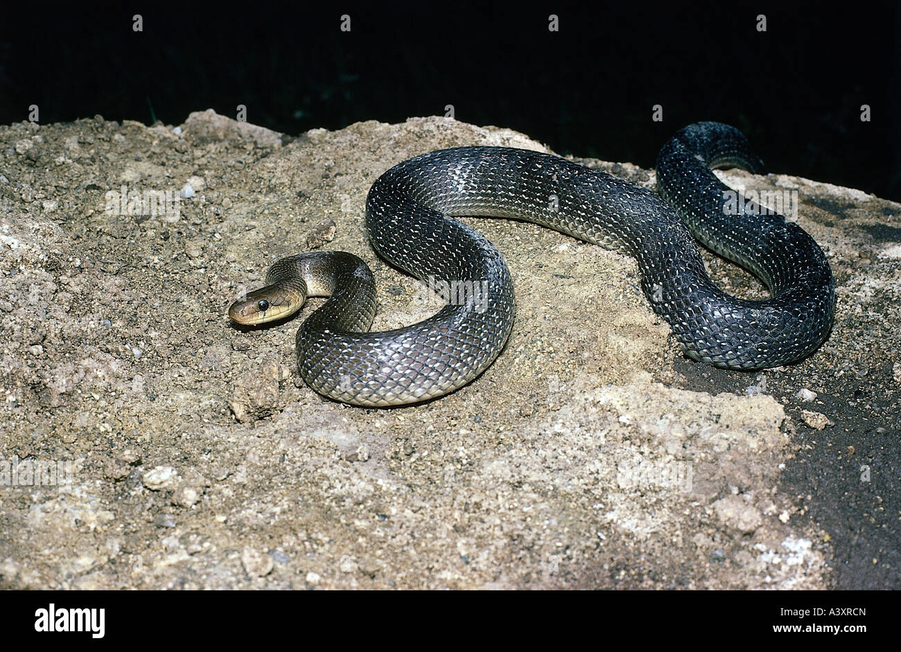 zoology / animals, reptiles, snakes, Aesculapian Snake, (Elaphe longissima), on tree stump, distribution: Southern Europe, Cauca Stock Photo