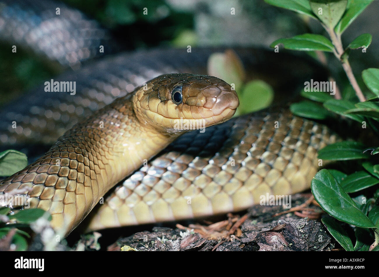 zoology / animals, reptiles, snakes, Aesculapian Snake, (Elaphe longissima), close-up, frontal, distribution: Southern Europe, C Stock Photo