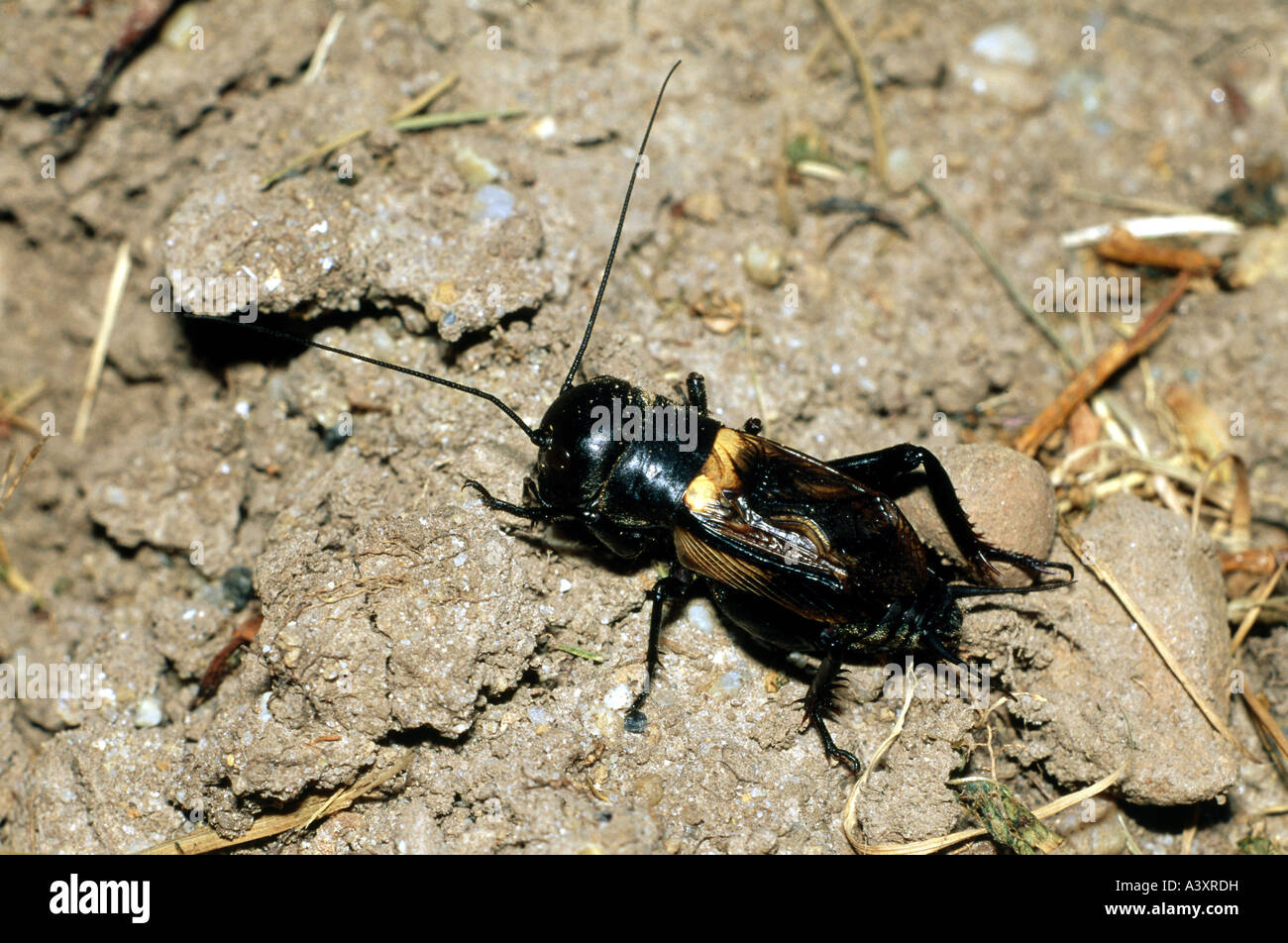 zoology / animals, insects, locusts, Field Cricket, (Gryllus campestris