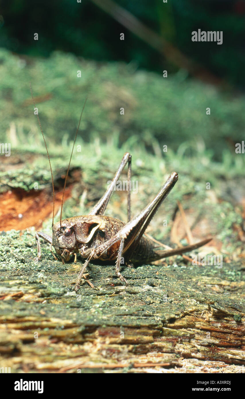 zoology / animals, insects, locusts, Alpine Dark Bushcricket