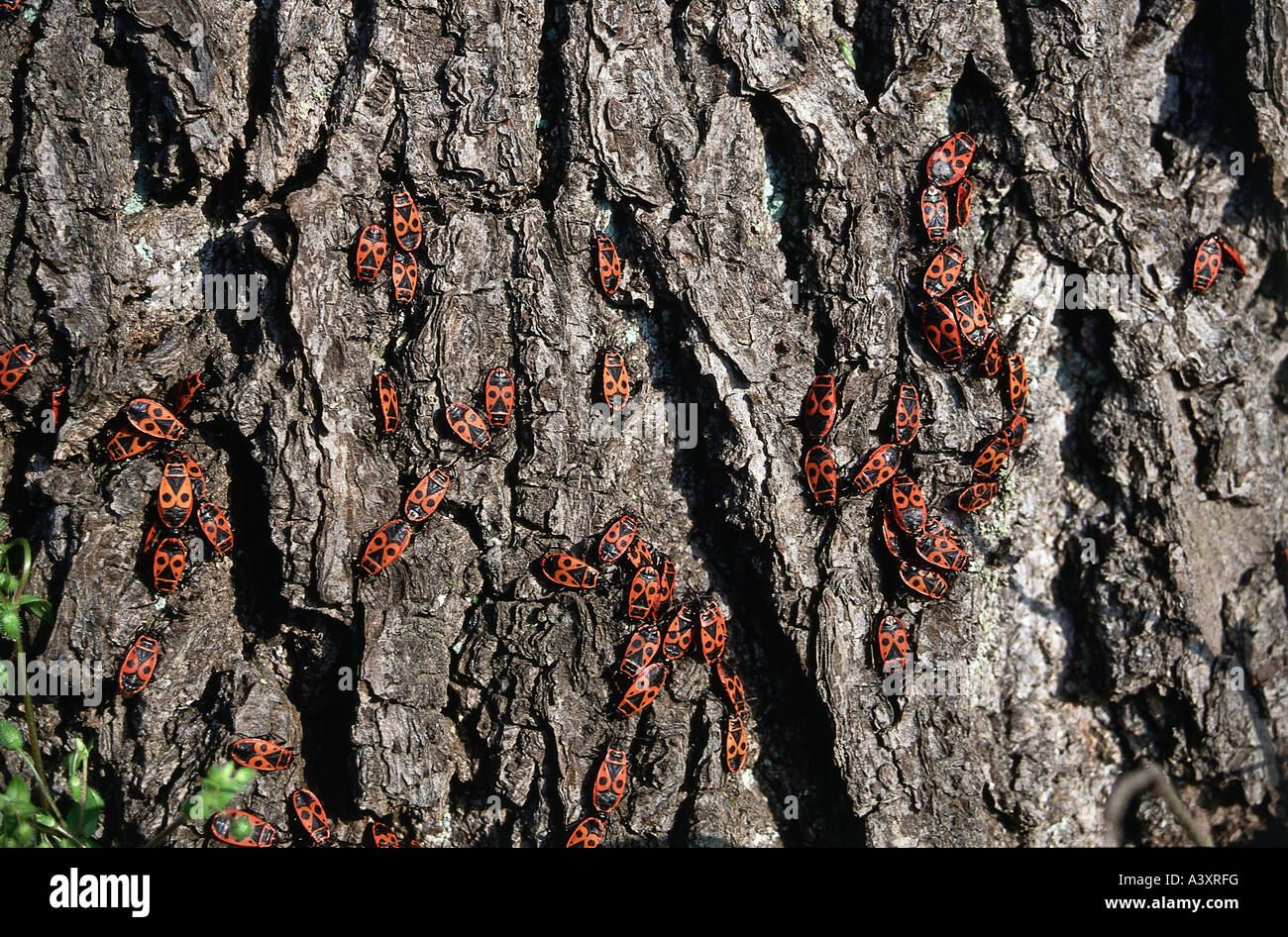 zoology / animals, insect, bugs, Firebug, (Pyrrhocoris apterus), bugs on tree bark, distribution: Europe, Northern Asia, Norther Stock Photo