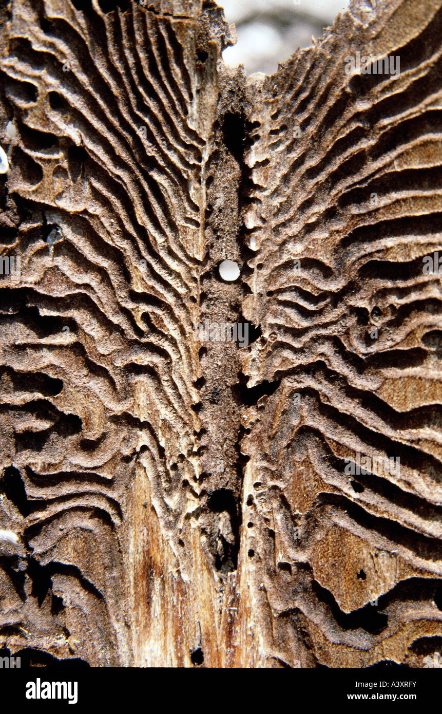 zoology / animals, insect, beetles, Spruce Bark Beetle, (Ips typographus), larvas gangways under tree bark, distribution: Eurasi Stock Photo