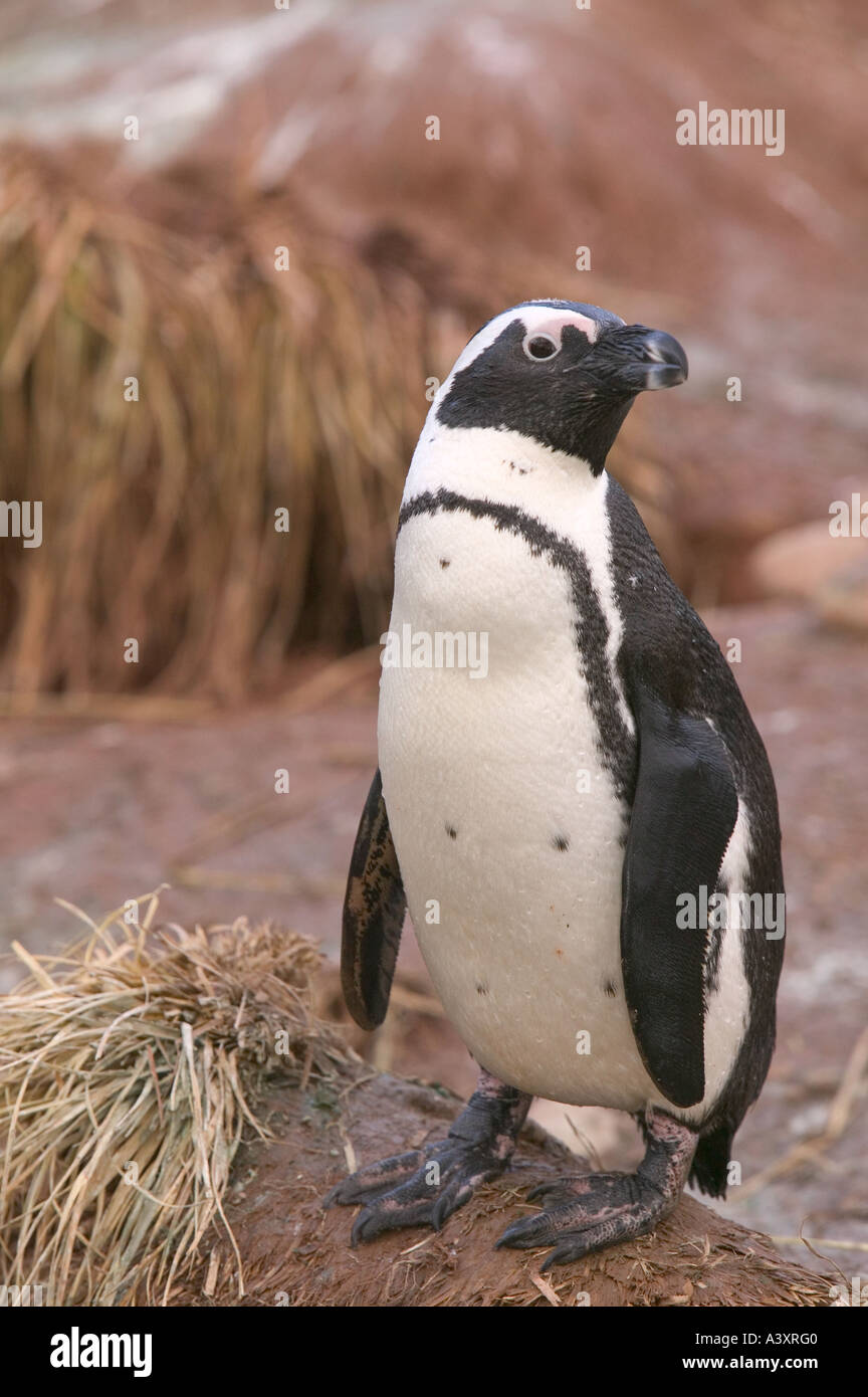 Chinstrap penguin Stock Photo