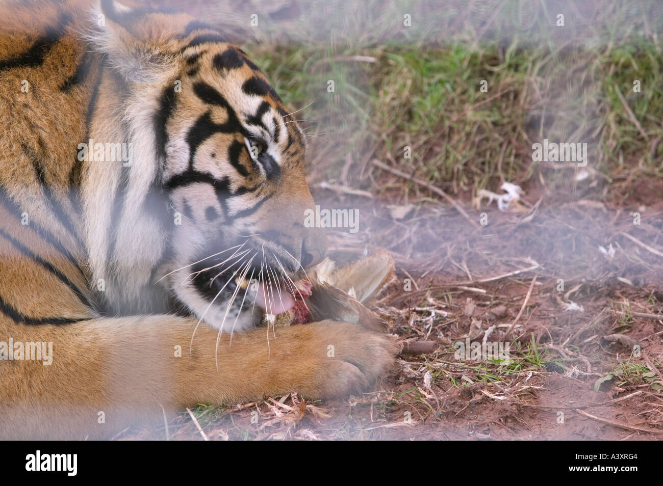 Sumatran Tiger eating in a cage at a breeding program in Dalton In Furness, Cumbria, UK Stock Photo