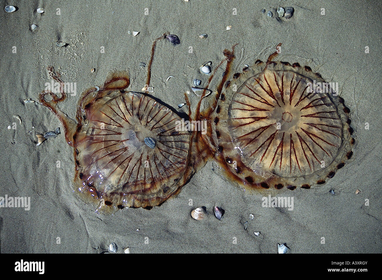 zoology / animals, cnidaria, Compass Jellyfish, (Chrysaora hysoscella), two jellyfish in sand, view from top, close-up, distribu Stock Photo